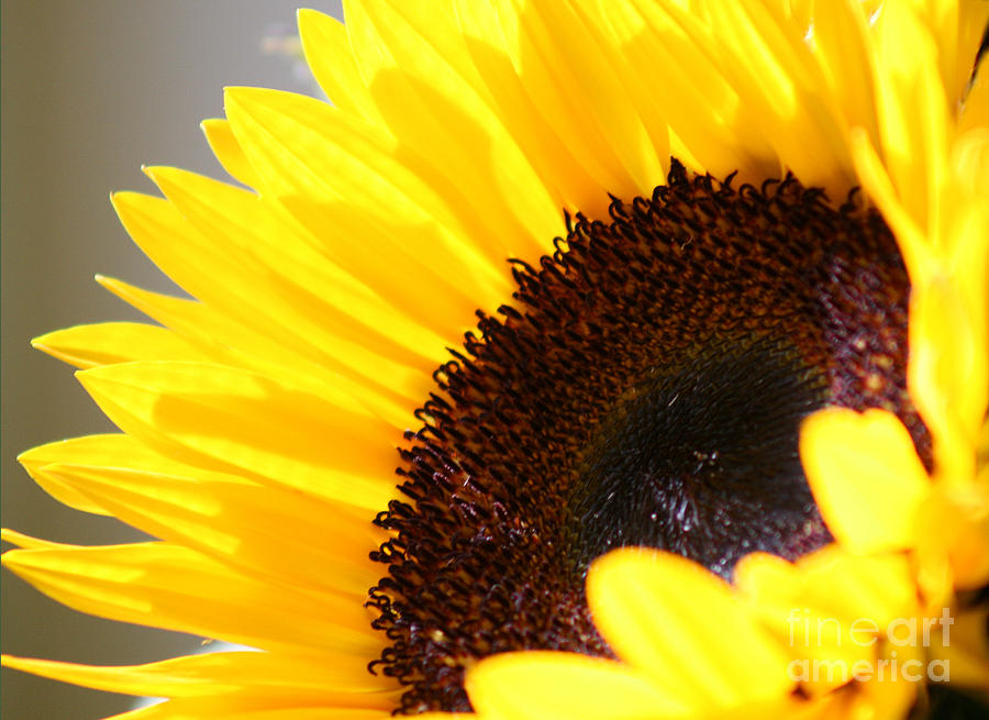 Sunflower Close-up #3 Photograph by Karen Adams