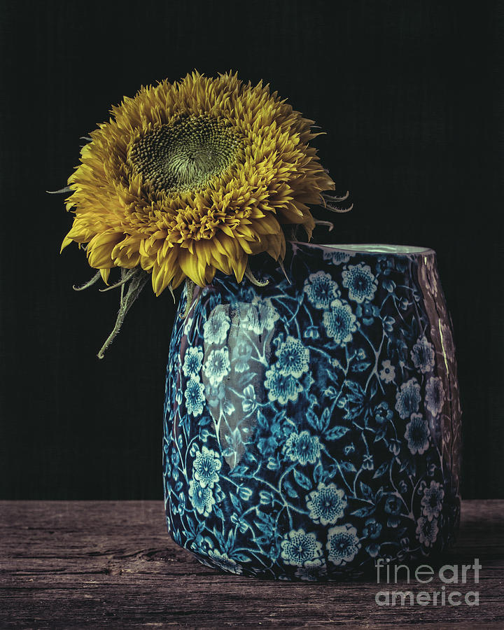 Sunflower #6 Photograph by Edward Fielding