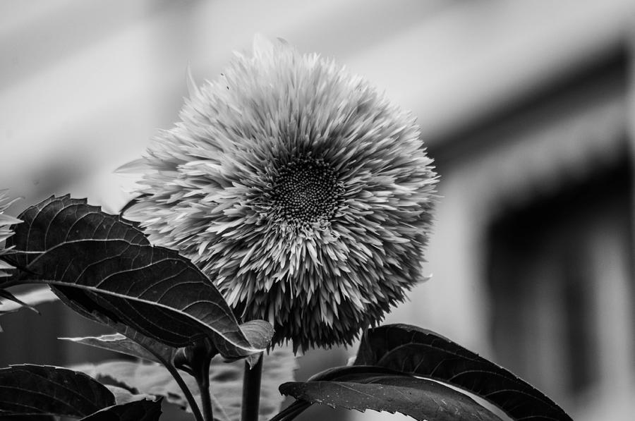 Sunflower #2 Photograph by Gerald Kloss