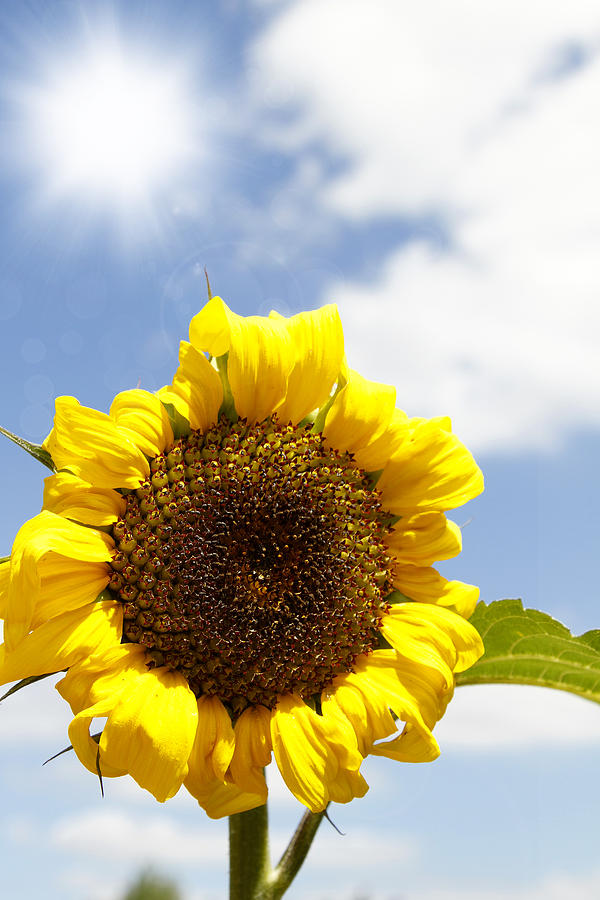 Daisy Photograph - Sunflower #4 by Les Cunliffe