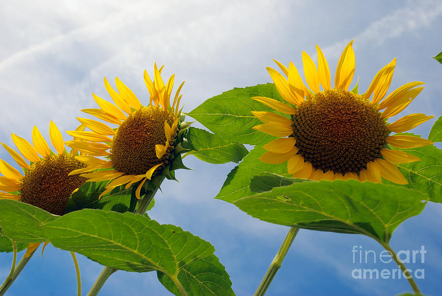 Sunflower #4 Photograph by Mark Dodd
