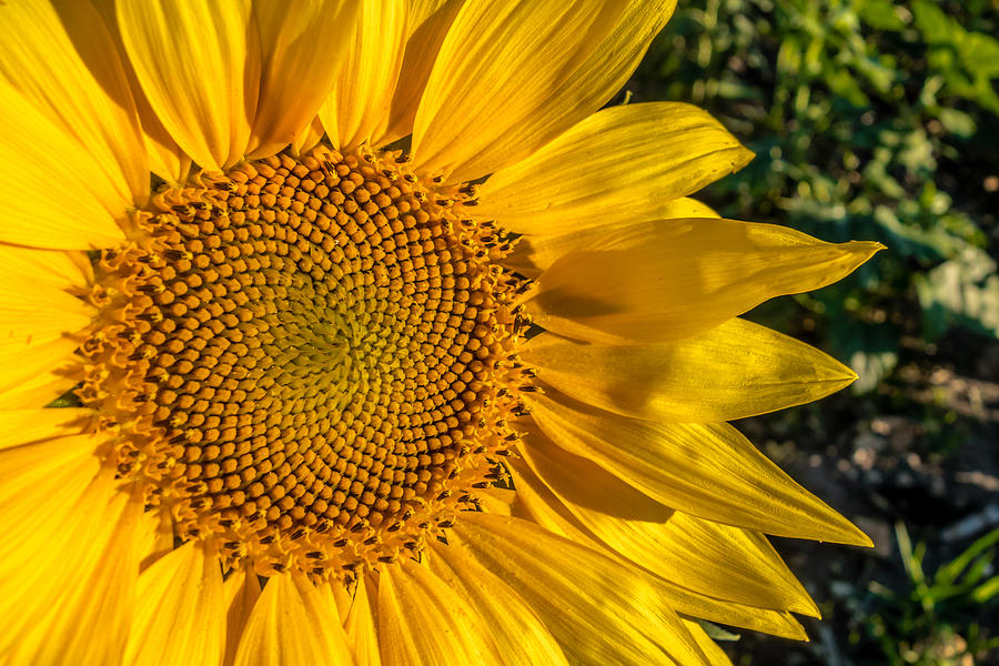 Fibonacci Florets Photograph by Melinda Ledsome