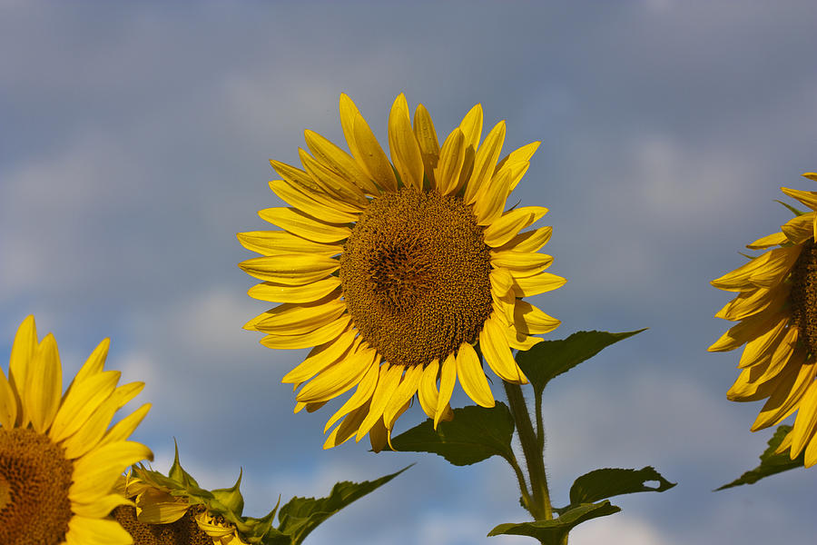 Sunflower #4 Photograph by Nick Mares