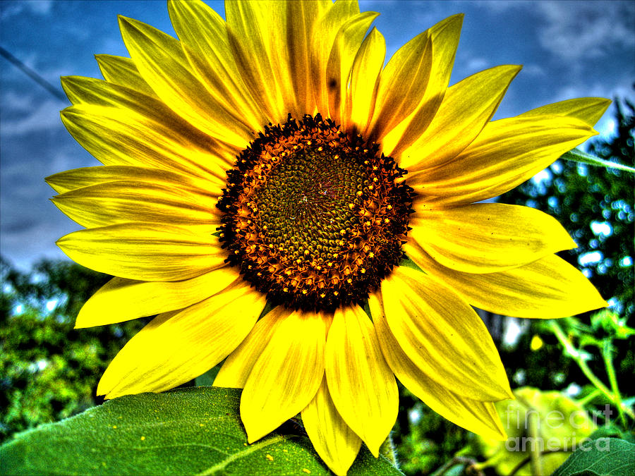 Sunflower Photograph by Nina Ficur Feenan