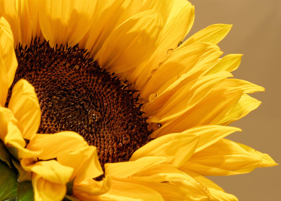 Sunflower #4 Photograph by Peter Lakomy