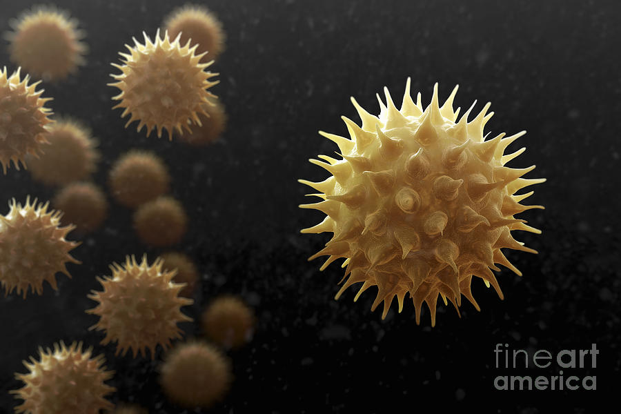 Allergies Photograph - Sunflower Pollen #4 by Science Picture Co