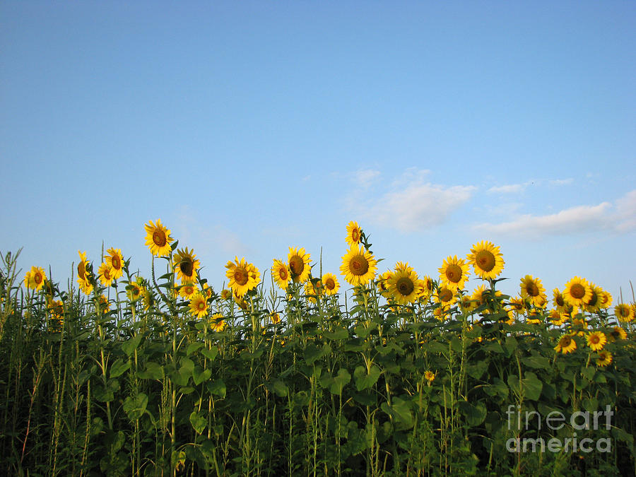 Sunflower Series Photograph