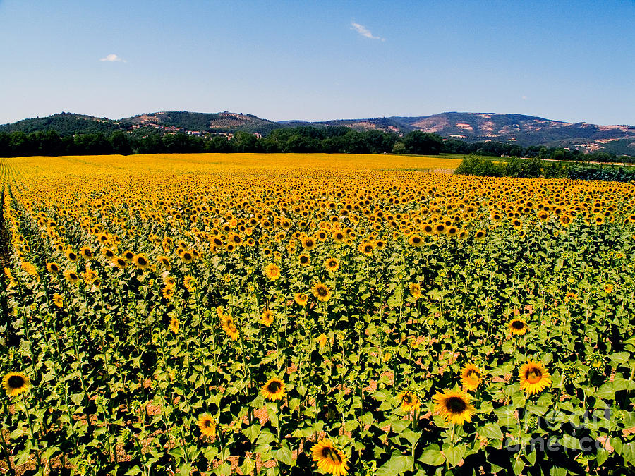 Sunflower Photograph - Sunflowers #4 by Tim Holt