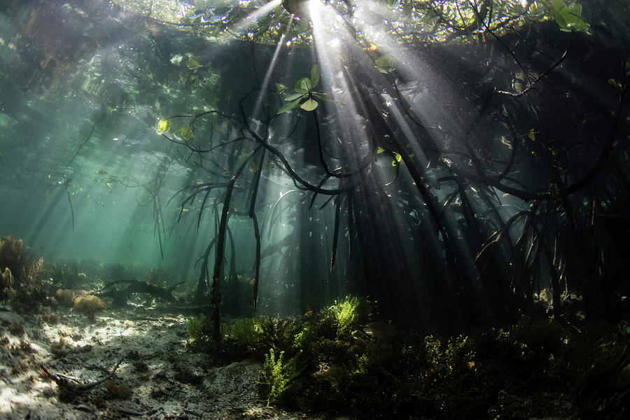 Sunlight Shines Into A Blue Water Photograph by Ethan Daniels - Fine ...