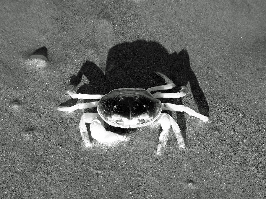 Sunning Sand Crab #4 Photograph by Joseph Hendrix