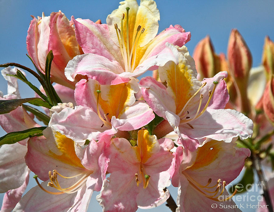 Sunny Petals #4 Photograph by Susan Herber