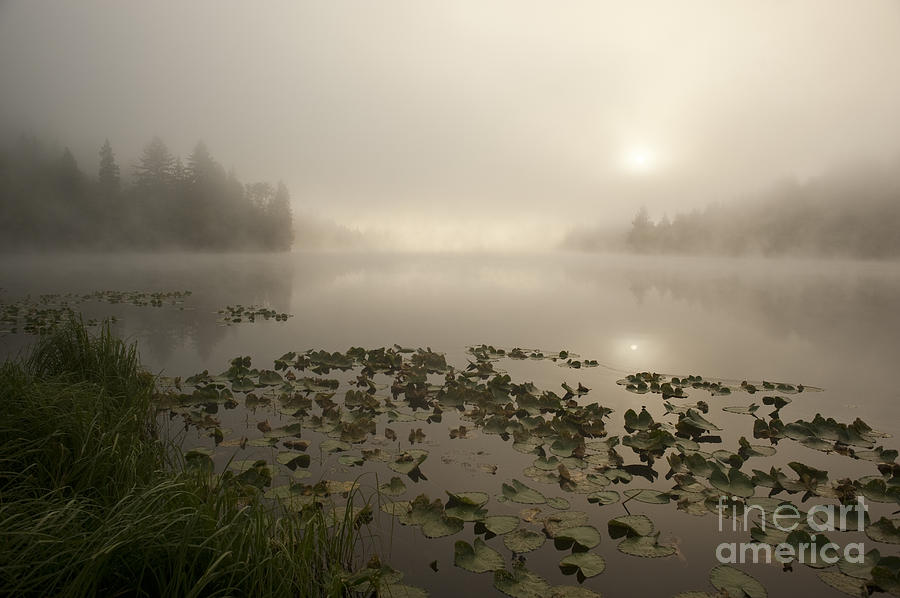 Sunrise lake in fog with trees shrouded in mist  #4 Photograph by Jim Corwin