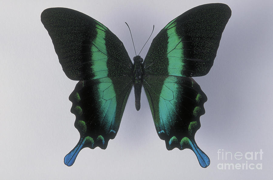 Swallowtail Butterfly #4 Photograph by Barbara Strnadova