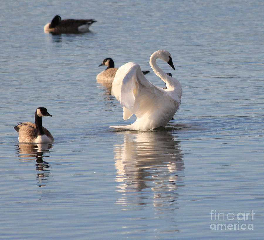 Swan Photograph - Swan #4 by Lori Tordsen