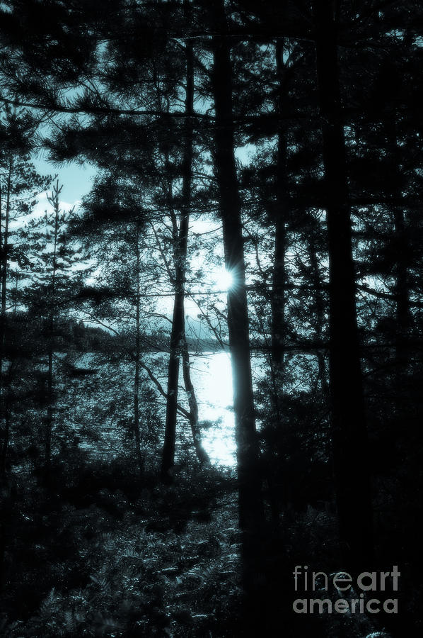 Swedish lake glimpsed through trees #4 Photograph by Peter Noyce