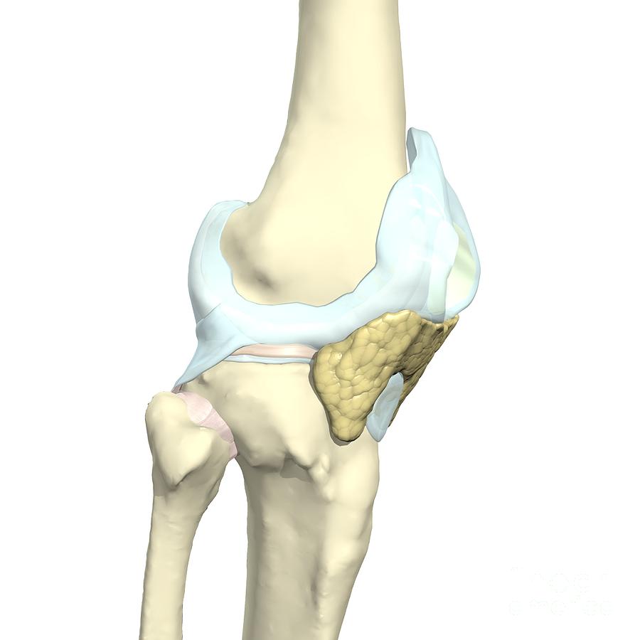 Synovial Membrane Of The Knee Photograph by Medical Images, Universal ...