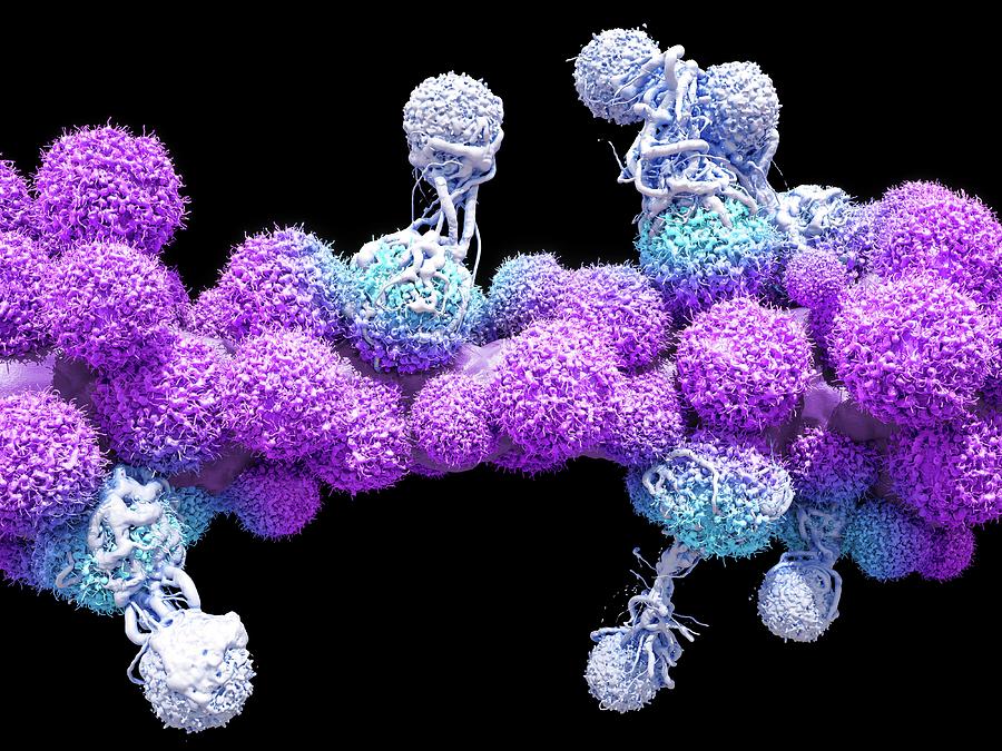 T Cells Attacking Cancer Cells #4 Photograph by Maurizio De Angelis