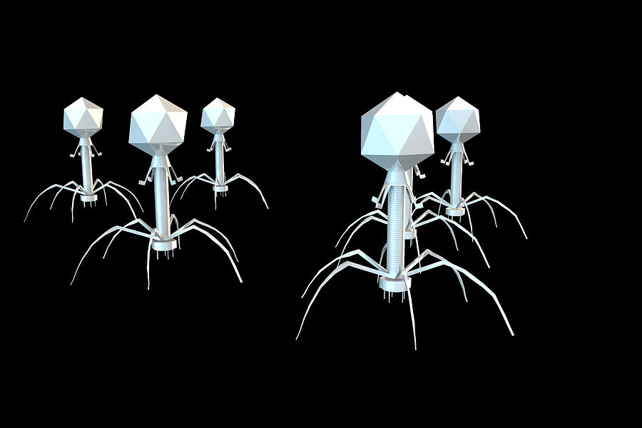 T4 Bacteriophage Virus, Illustration #4 Photograph by Ella Marus Studio