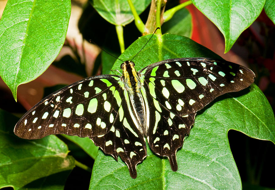 Tailed Jay Butterfly #4 Photograph by Millard H. Sharp