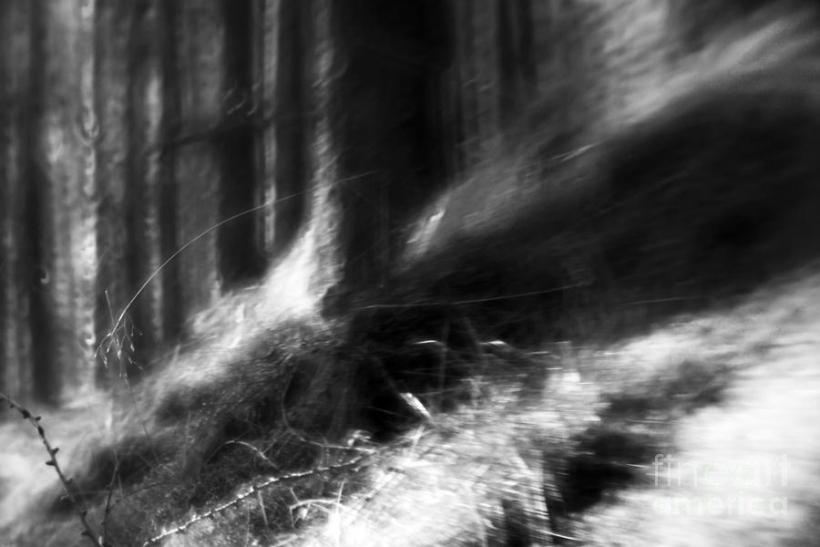 Forest Photograph - Tales of the forest by Angel Ciesniarska