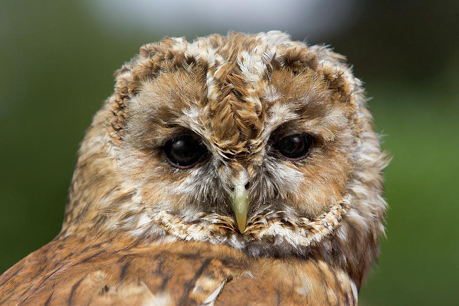 Tawny Owl Photograph by John Devries/science Photo Library - Fine Art ...