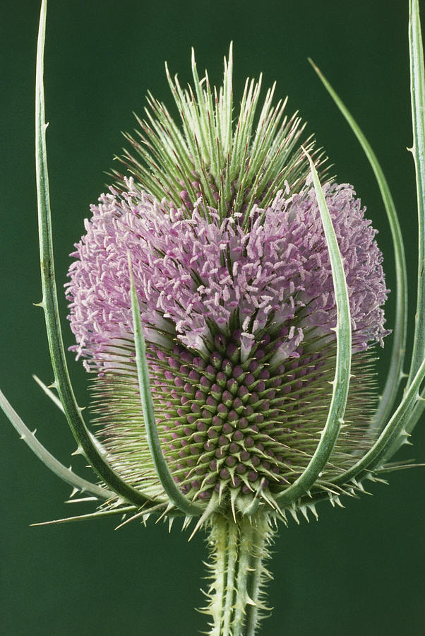 Teasel Flower #4 Photograph by Perennou Nuridsany