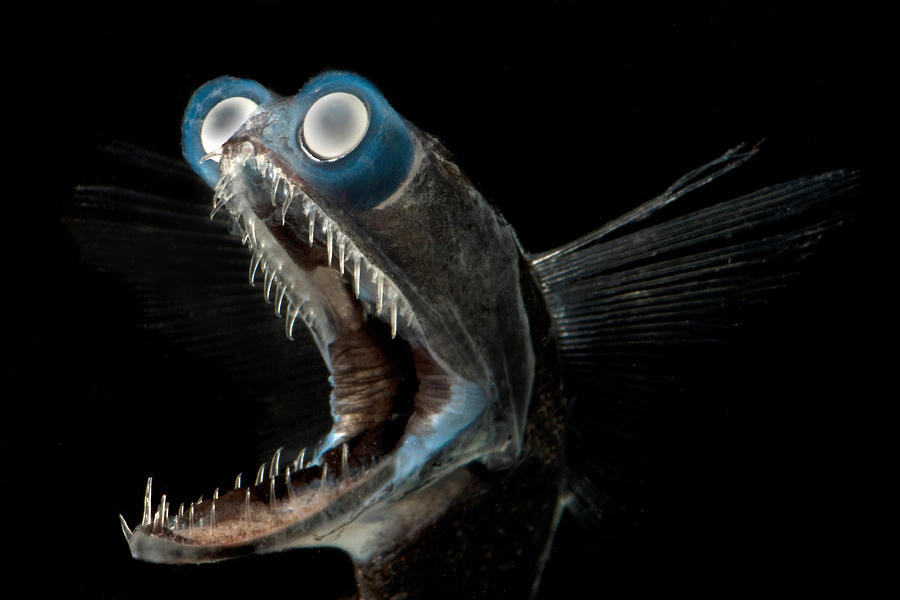 Telescopefish Gigantura Sp Photograph by Dante Fenolio