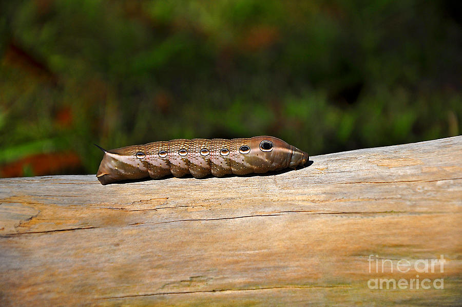 Tersa Sphinx Caterpillar #4 Photograph by Al Powell Photography USA