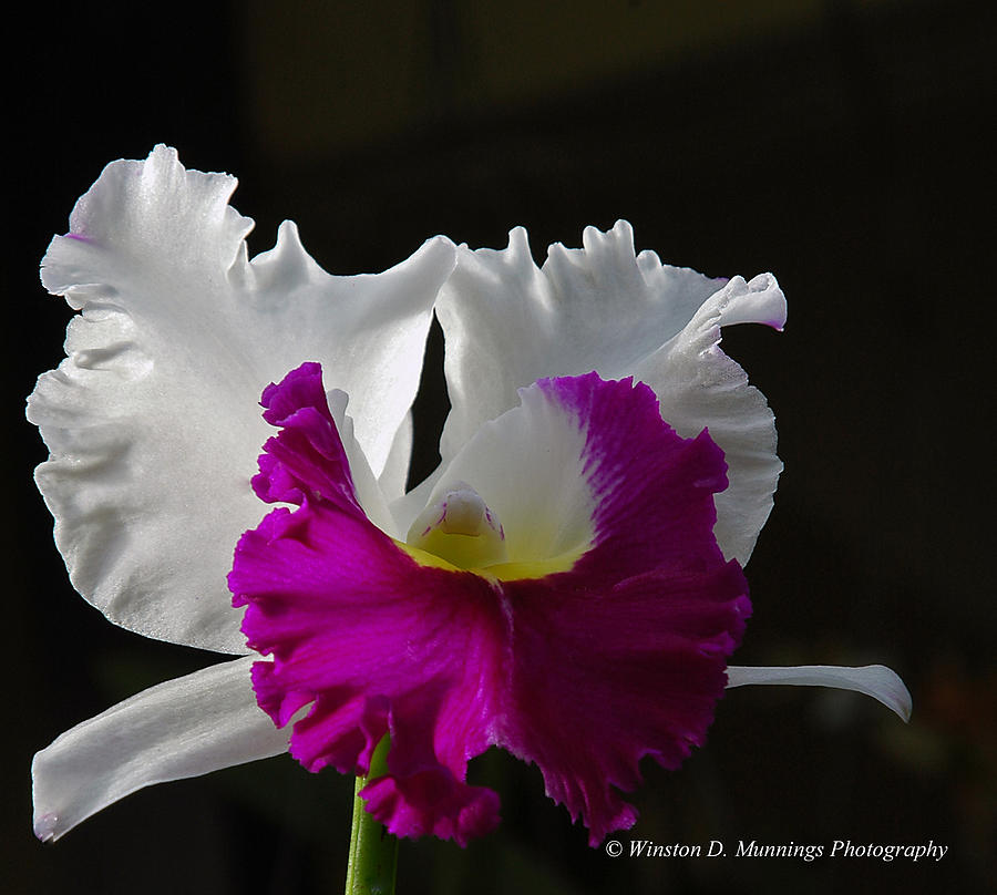 Cattleya Orchid Photograph - The Corsage Orchid - Cattleya #4 by Winston D Munnings