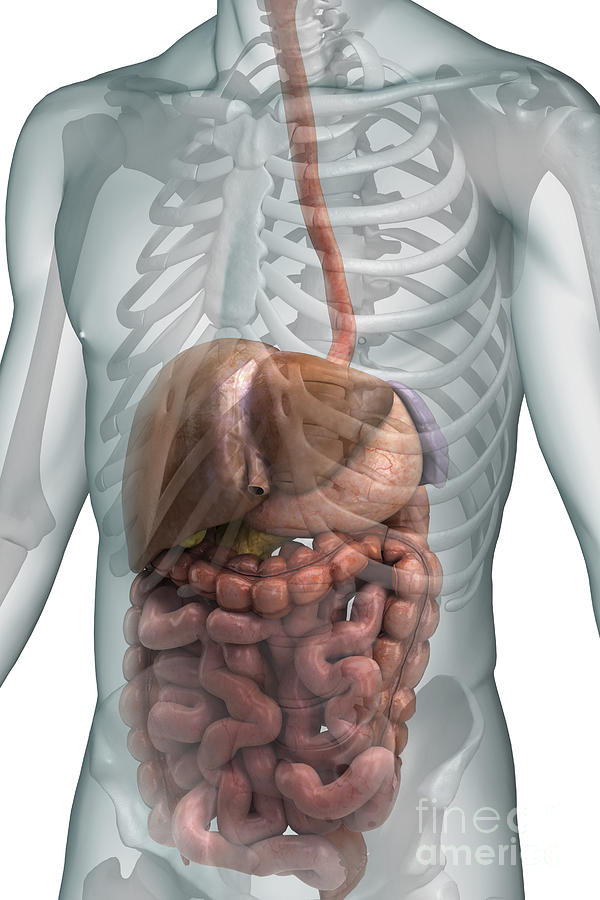 The Digestive System #4 Photograph by Science Picture Co