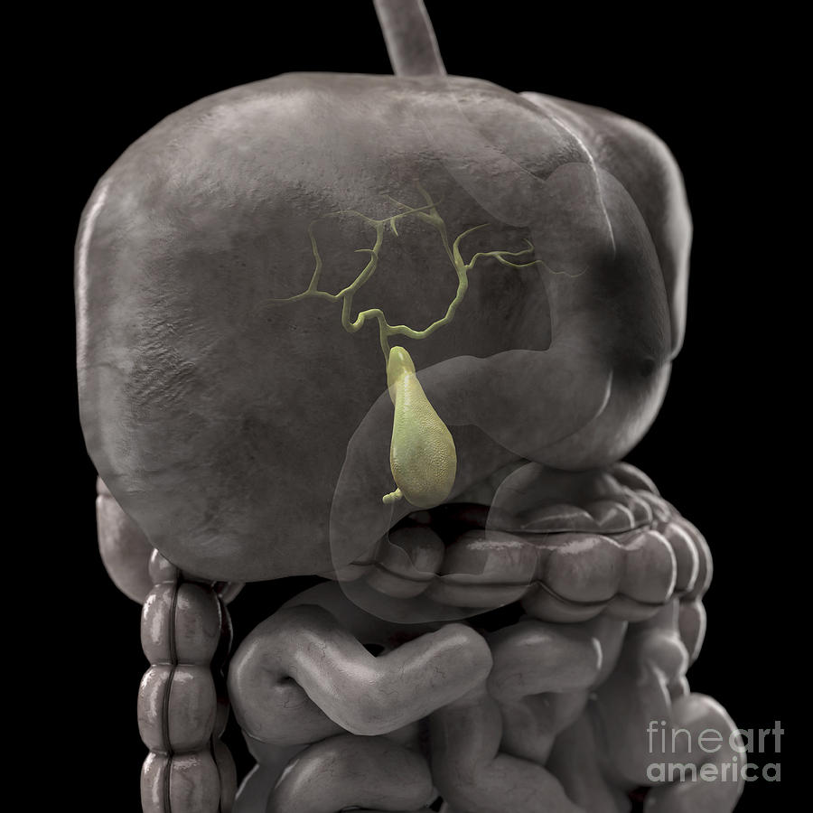 The Gallbladder Photograph by Science Picture Co - Fine Art America