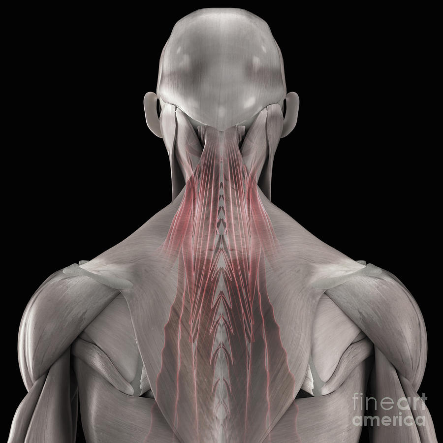 The Muscles Of The Back Photograph by Science Picture Co - Fine Art America