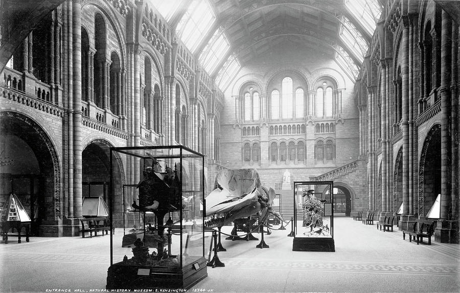 The Natural History Museum #4 Photograph by Natural History Museum, London