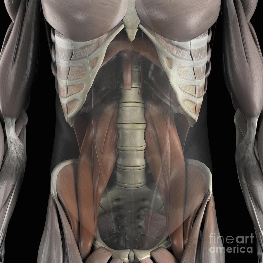 The Psoas Muscles #4 Photograph by Science Picture Co