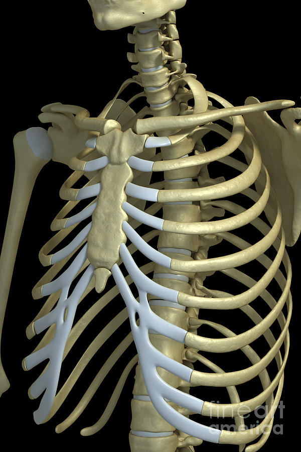 The Rib Cage Photograph by Science Picture Co - Fine Art America