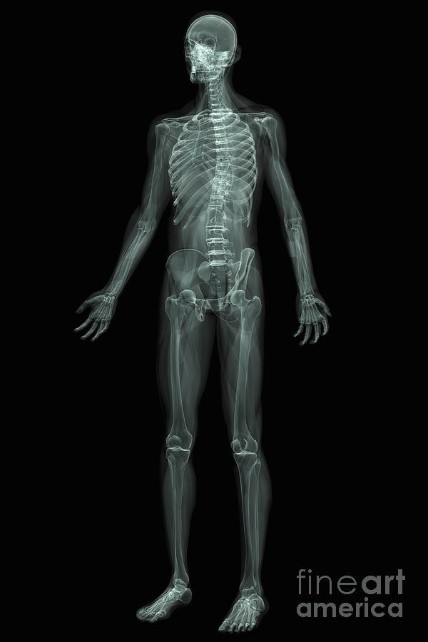 Skeleton Photograph - The Skeletal System #4 by Science Picture Co