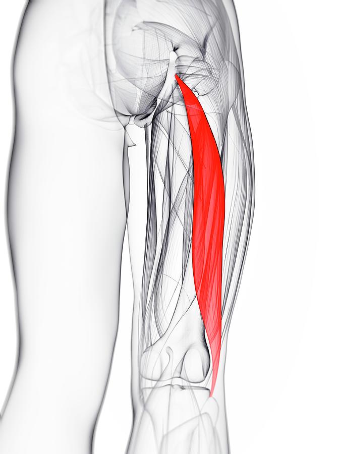 Thigh Muscle Photograph by Sciepro/science Photo Library