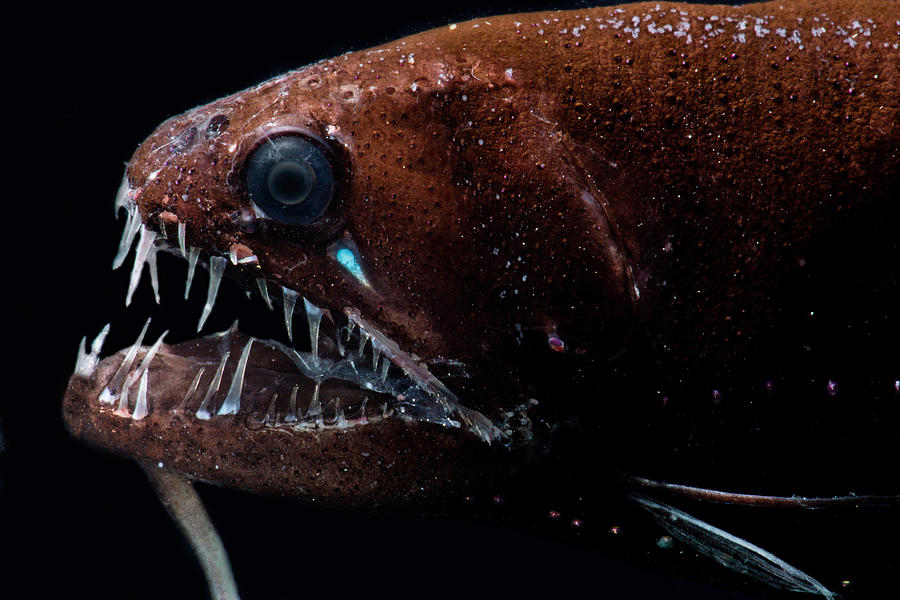 Threadfin Dragonfish Echiostoma Barbatum #4 Photograph by Dant Fenolio