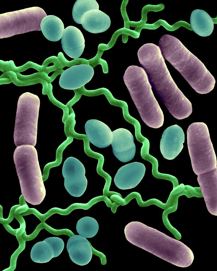 Three Common Types Of Bacterial Morphology Photograph By Dennis Kunkel Microscopyscience Photo 