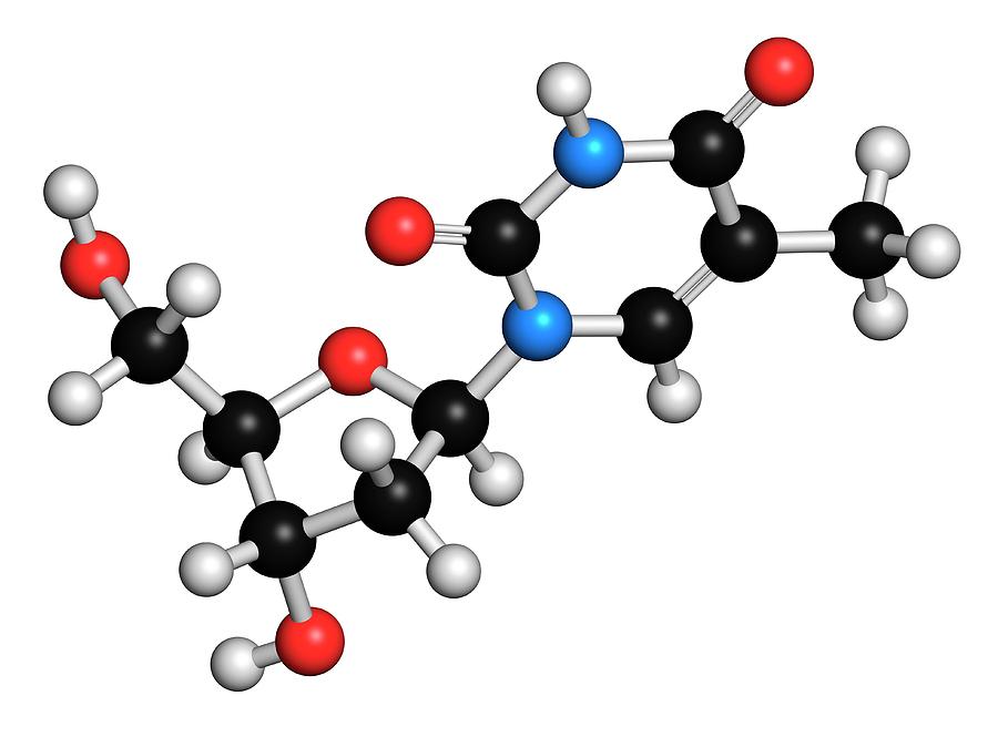Thymidine Photograph - Thymidine Nucleoside Molecule #4 by Molekuul