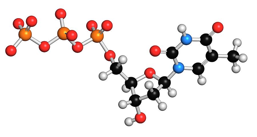 Thymidine Photograph - Thymidine Triphosphate Molecule #4 by Molekuul