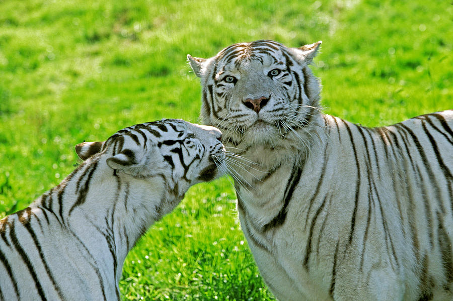 Tigre Blanc Panthera Tigris Photograph by Gerard Lacz - Pixels