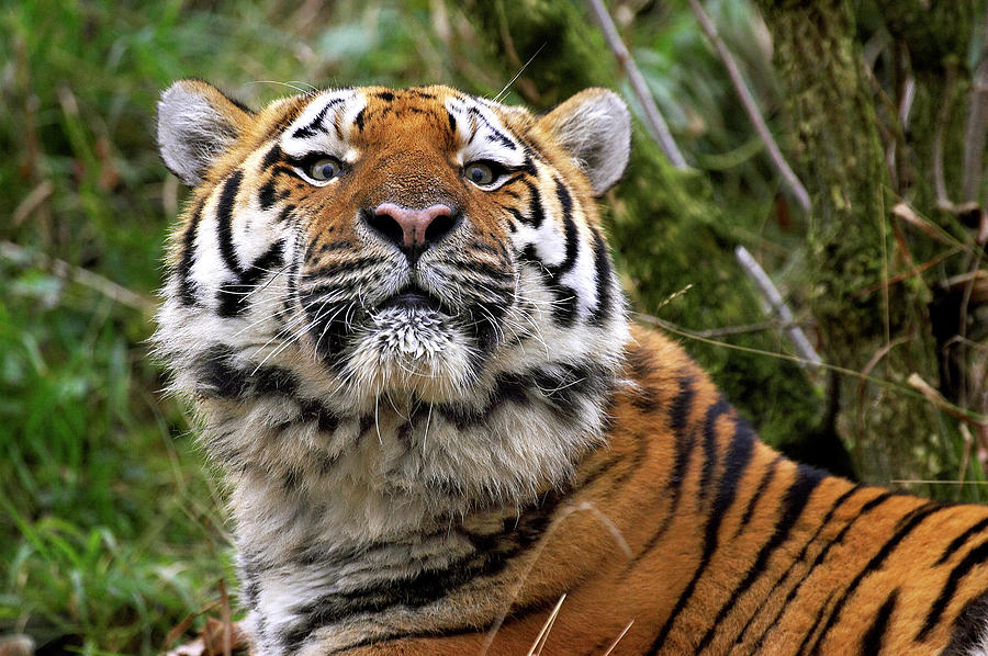 Tigre De Siberie Panthera Tigris Altaica #4 Photograph by Gerard Lacz ...