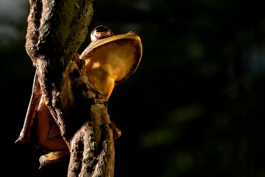 Tree Frog #4 Photograph by Dirk Ercken