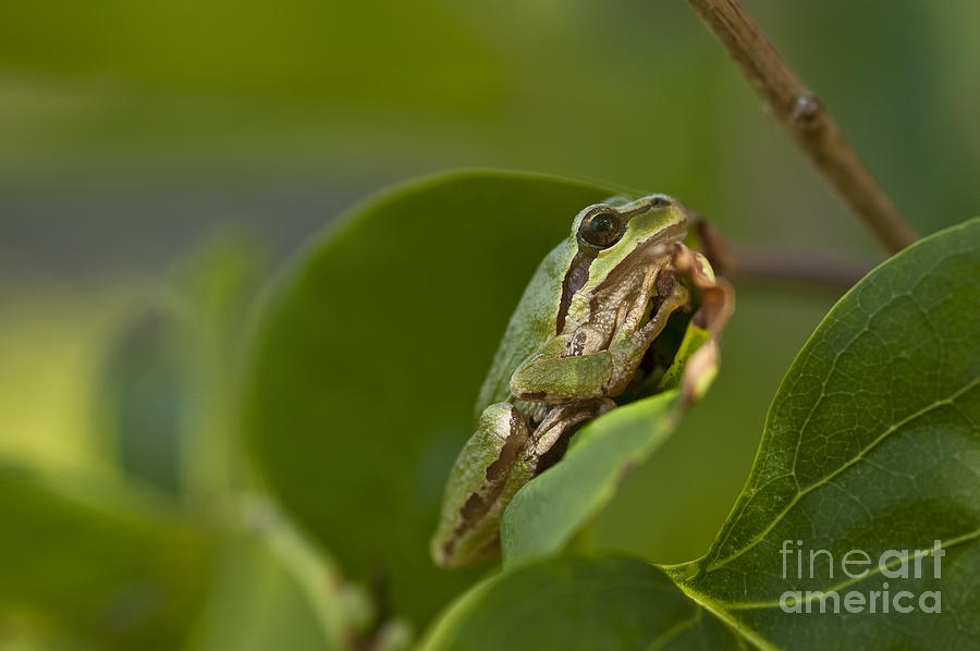 Tree frog in lilac bush #4 Photograph by Jim Corwin