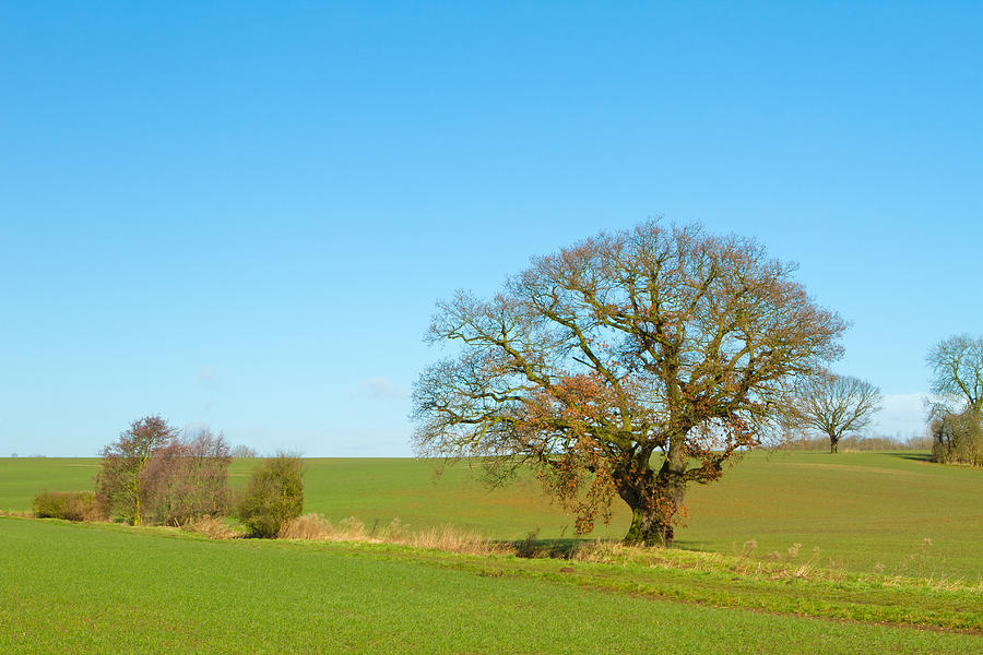 Trees In A Countryside Scene At Sunset Photograph by Fizzy Image - Fine ...