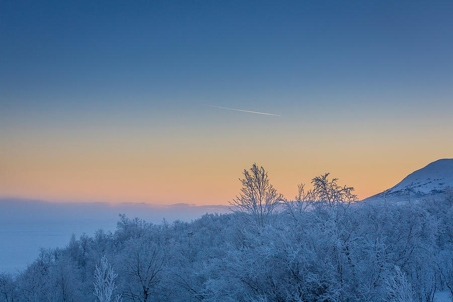 Trees In The Frozen Landscape, Cold Photograph by Panoramic Images