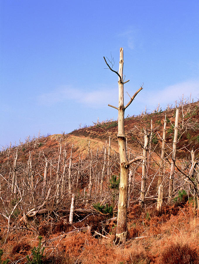 Tree Photograph - Trees Killed By Acid Rain And Other Pollution #4 by Simon Fraser/science Photo Library