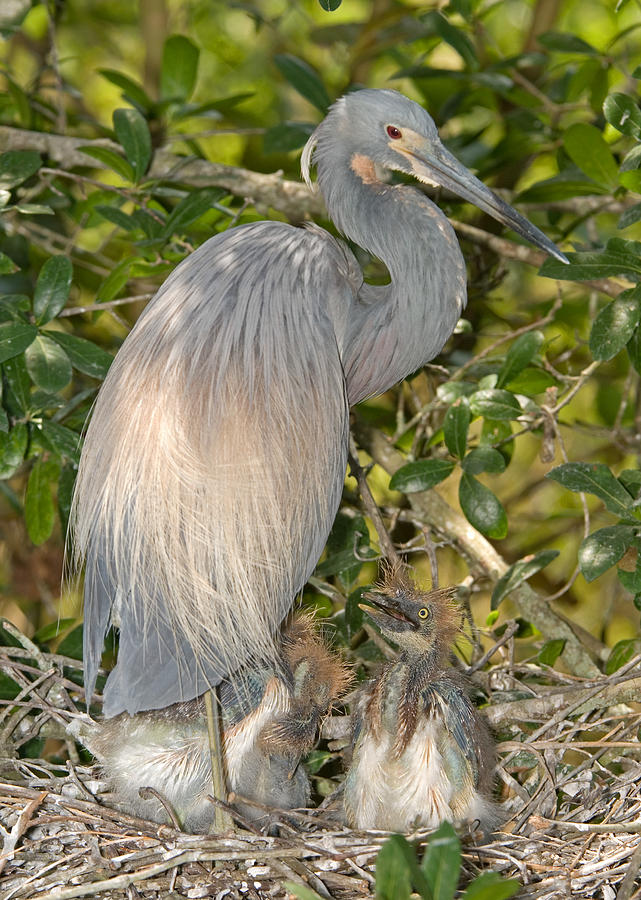 Tricolored Heron Feeding Young In Nest #4 Photograph by Millard H. Sharp