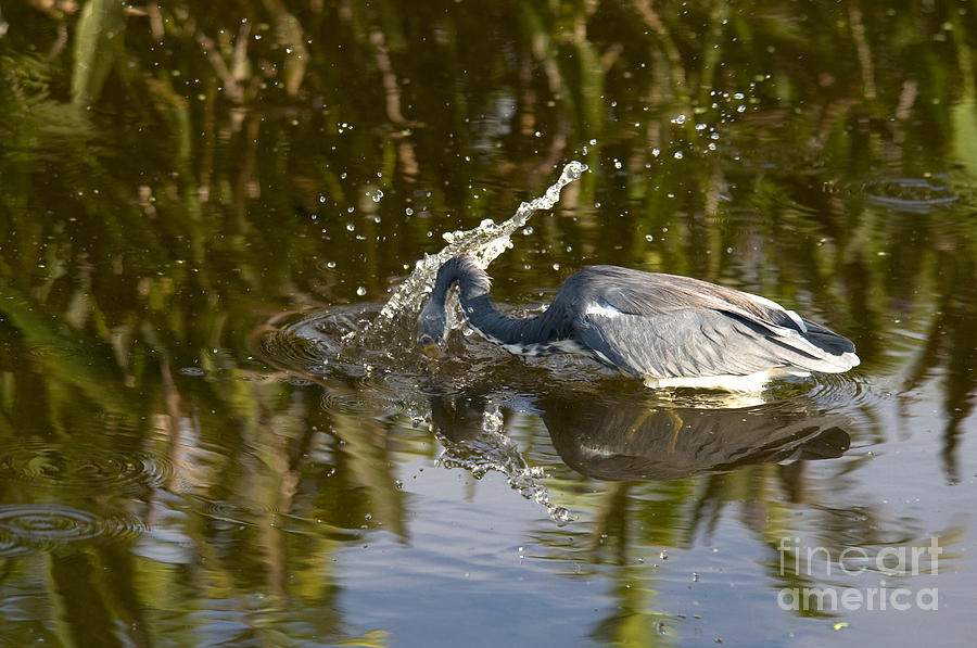Tricolored Heron #4 Photograph by Mark Newman